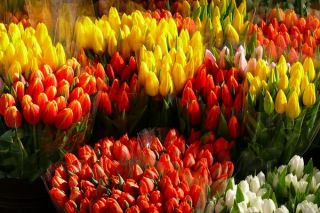 Tulipany - do wyboru, do koloru...