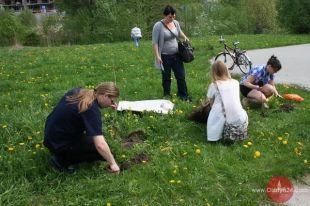 Posadzili dęby przy al. Niepodległości