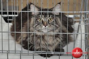 Kocie piękności zawitały do Olsztyna