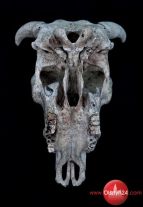 BWA zaprasza na wystawę fotografii „OO” Marty Zasępy