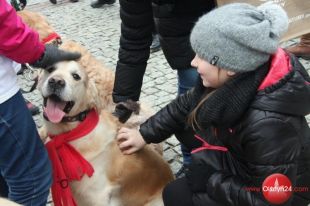Golden Retrievery kwestowały na starówce z Orkiestrą