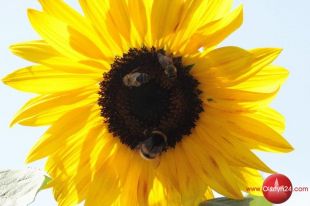 Pszczelarze zapraszają na miód!