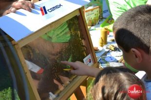 Pszczoły w Miejskiej Bibliotece Publicznej