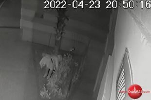 Kamera uchwyciła złodziejkę tulipanów Kopernika