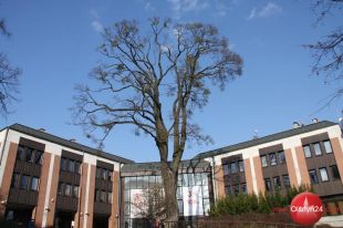 Klonu nie da się uratować. Będzie wycięty i zastąpiony nowym drzewem