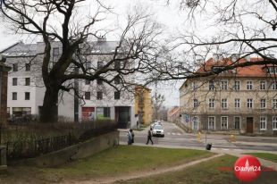 Klon przy Kaplicy Jerozolimskiej musi zostać wycięty