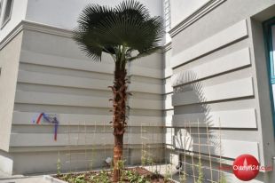 Przy starostwie powstał Zaułek botaniczny Mikołaja Kopernika. Znalazła się w nim m.in. palma