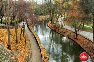 Nastąpią zmiany w miejskim drzewostanie