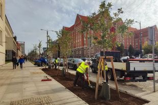Dębowo w centrum Olsztyna