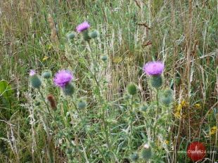 Ostatnia łąka na Jarotach