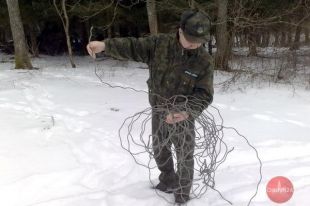 Leśnicy wspierani przez myśliwych szukają wnyków