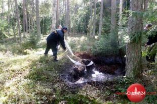 Leśnicy i strażacy uratowali łosia