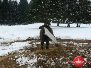 Anormalny kwiecień: leśnicy nadal dokarmiają zwierzynę