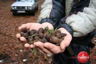 Alpiniści w lesie wspinali się po cenny materiał genetyczny