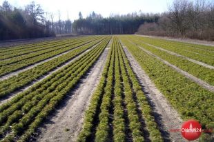 Olsztyńscy leśnicy posadzą 21,5 mln drzew 