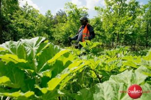 W Leśnictwie Narzym usuwają barszcz Sosnowskiego