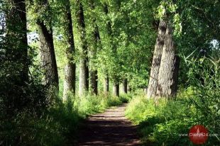 Dni Lasu na Warmii i Mazurach