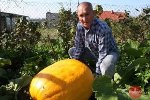 Dynia-gigant wyrosła w ogródku w Trękusku