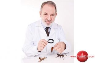 Jest ciepło, są owady – jak się przed nimi chronić? 