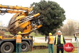 Zamiast wyciąć, przesadzą drzewa