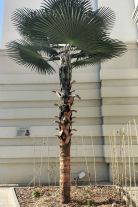 Podpalacze palmy skazani!