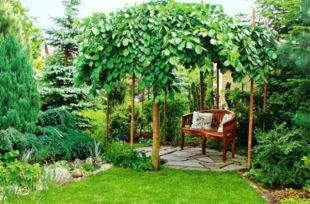 Wiąz w ogrodzie - postaw na piękno