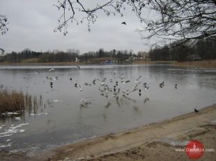 Pamiętajmy zimą o ptakach