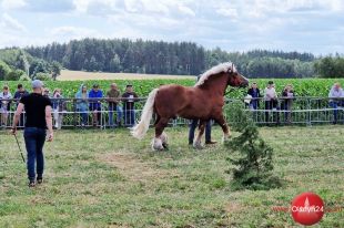 Wystawa Hodowlanych Koni Zimnokrwistych odbyła się w Janowie