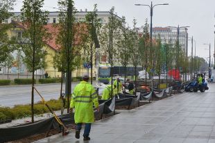 Kolejne nasadzenia w centrum Olsztyna