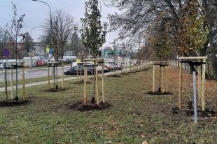Nowe aleje i pojedyncze nasadzenia drzew na olsztyńskich placach i ulicach