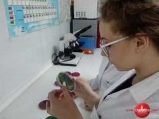 Ciąg dalszy podboju Hiszpanii przez olsztyńskich chemików