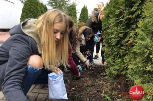 Żółte krokusy i żonkile symbolami pamięci i nadziei