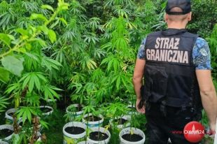 Nasiona konopi indyjskich kupiła w... sklepie zoologicznym