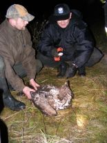 Policyjnym poduszkowcem po orła bielika