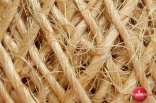 Konopie szansą biskupieckich rolników