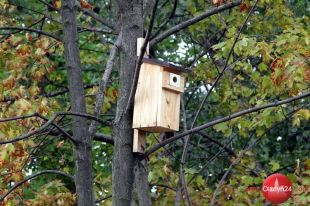 Ptaki w mieście (6): Partacze