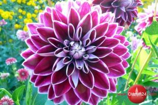 I Olsztyńska wystawa dalii - zaproszenie