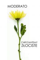 „Moderato” w jesiennym klimacie usłyszymy w niedzielę 