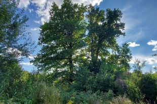 Adam i Ewa zasługują na tytuł Drzewa Roku. Zagłosuj!