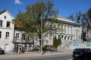 Kasztanowiec przy Teatrze Jaracza zostanie wycięty