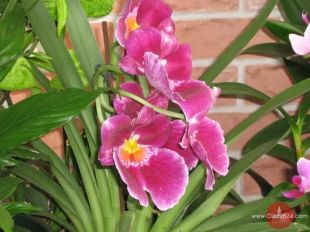 8 marca tuż, tuż...