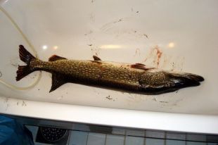 Rybka lubi pływać (1)