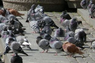 Ptasia grypa powraca