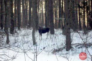 Wielkie liczenie łosi
