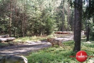 Wilk w naszych lasach to już nie rzadkość