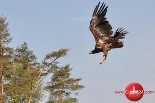 Dwa bieliki już na wolności, kurowały się u leśników