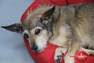 Podsumowanie prac wolontariuszy z Citi Handlowy w Olsztynie i okolicach