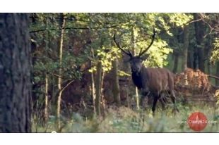 Konkurs wabienia jeleni w sobotę w Nowych Ramukach