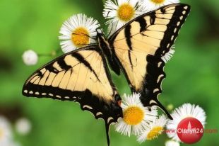 Powstaje motylarnia!