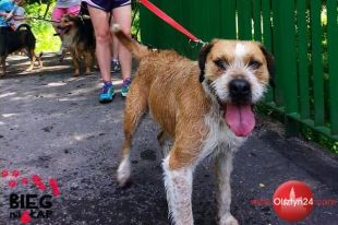 Trening z maratończykami w ramach akcji „Bieg na sześć łap” już jutro